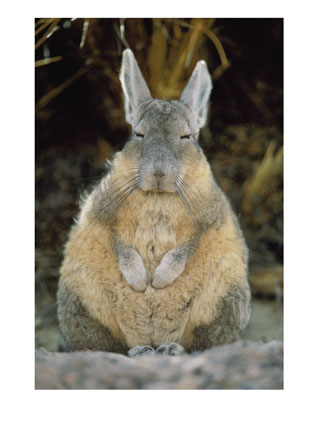 viscacha